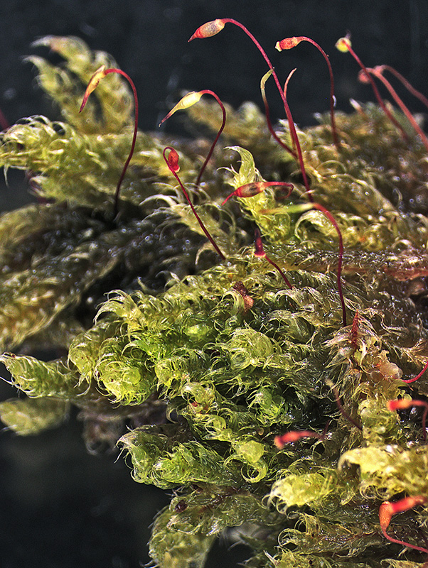 https://www.nzplants.auckland.ac.nz/en/about/mosses/native-species/sematophyllaceae/rhaphidorrhynchium-amoenum.html